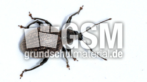 Kompakter Dickmaulrüssler (7).jpg